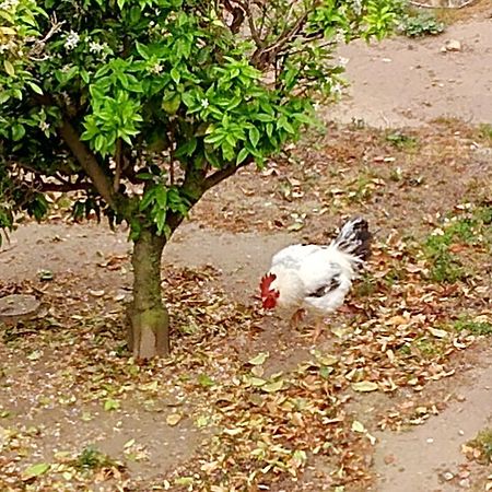 La Caseta Del Pitxo Deltebre Luaran gambar